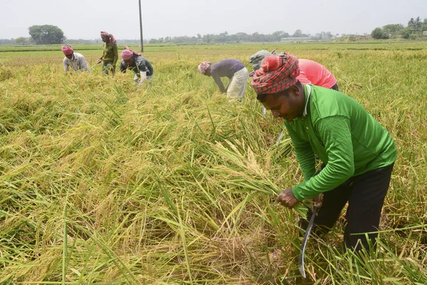 Çiftçiler, 17 Nisan 2021 'de Bangladeş, Dhaka' da hasat mevsiminde bir tarlada pirinç hasat ediyorlar.