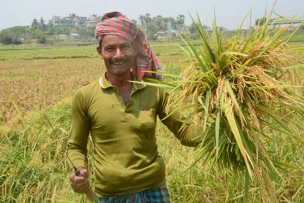 Farmers Harvest Rice Field Harvesting Season Dhaka Bangladesh April 2021 — Zdjęcie stockowe