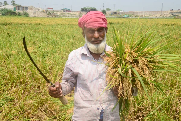 Фермеры Собирают Рис Поле Время Сбора Урожая Дакке Бангладеш Апреля — стоковое фото