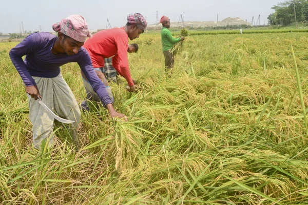 Zemědělci Sklízejí Rýži Poli Během Sklizně Dháce Bangladéši Dubna 2021 — Stock fotografie