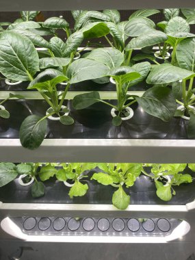 Modern tarım, sürdürülebilirlik, gıda güvenliği ve yenilikçi tarım teknolojisini gösteren dikey bir çiftlikte büyüyen hidrofonik marul ve Çin lahana bitkilerinin yakın çekimi