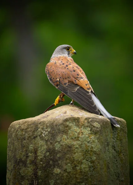 Popular Kestrel Green Background Portrait Bird Nature — Stock Photo, Image