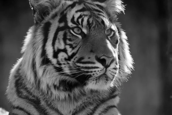 Черно Белый Портрет Тигра Монохромный Тигр Портрет Популярной Кошки — стоковое фото