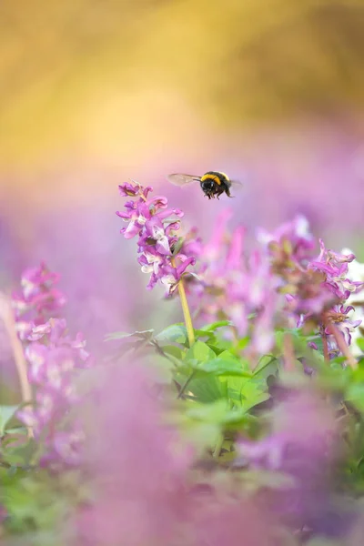 Bumblebee Wśród Kwiatów Bumblebee Wiosną Słodkie Zdjęcie Natury Ładny Owad — Zdjęcie stockowe