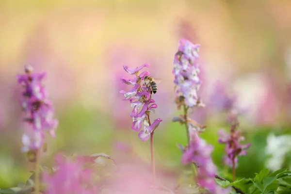 Biene Zwischen Blumen Detail Der Natur Insekt Freier Natur Blume — Stockfoto