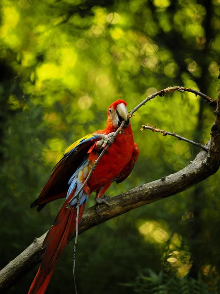 Famous Popular Parrot Tree Bird Nature Parrot Nature Red Parrot — Stock Photo, Image