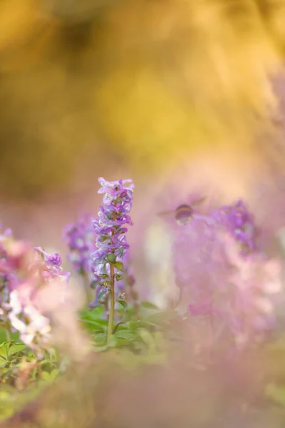 Hummel Inmitten Von Blumen Detail Der Natur Insekt Freier Natur — Stockfoto