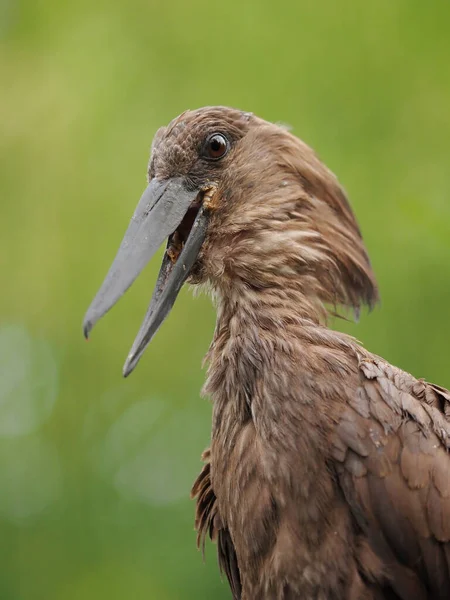 Hypsignathus Hammerschmied Scopus Regenschirm — Stockfoto