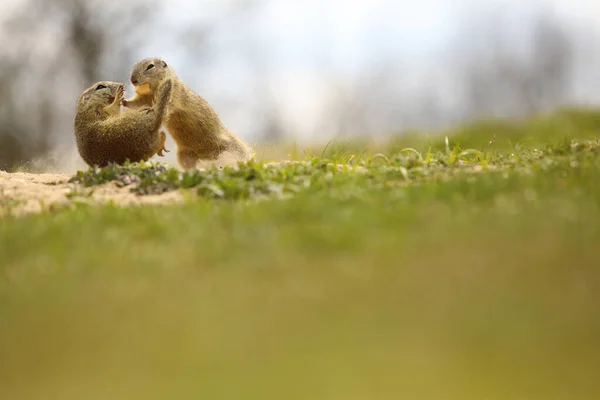 Spermier Slagsmål Djur Vild Natur Suslik Vild Natur — Stockfoto