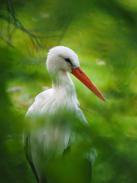 自然界中的白鹤 细节面对白鹤 动物白鹤 — 图库照片
