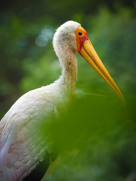 Oiseau Africain Ibis Nesyt Mycteria Ibis Portrait Sur Fond Vert — Photo