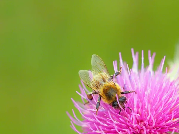 Szczegóły Pszczoły Roślinach Rozmytym Tle Przyrodzie Propozycja Przysłówki Bezpieczeństwo Natury — Zdjęcie stockowe