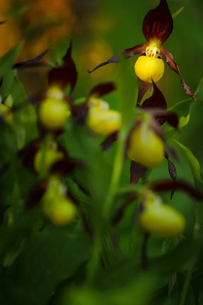 Les Orchidées Fleurissent Dans Nature Fleur Forêt Orchidées Fleurs Plante — Photo