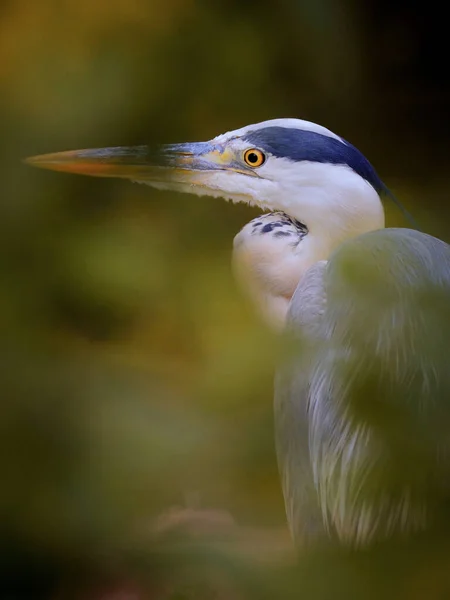 Portrait Héron Gris Autunm Dans Nature Animal Forêt Gros Plan — Photo