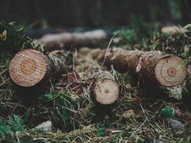 Ormanda yan yana duran üç yeni kesilmiş ağaç gövdesi görünür ahşap halkalar ve kabuk dokusu ile yukarıdan fotoğraflanmış. Doğal kahverengi tonlar ve otantik oduncu atmosferi bu görüntüyü reklam, ekolojik kavramlar için mükemmel kılar.