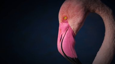 Koyu mavi arka planda pembe flamingo profili olan minimum vahşi yaşam afişi. Metin, reklam veya markalaşma için yeterince negatif alan.