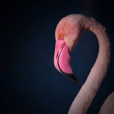 Pembe flamingonun zarif profili eğri boynuyla doğal bir kalp şekli yaratıyor. Güçlü grafik kompozisyonu ve koyu mavi arkaplanı olan minimalist vahşi yaşam portresi.