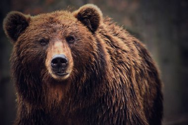 Doğal orman ortamında bir Kamçatka kahverengi ayısının dramatik yakın çekimi. Kopya alanı ile geniş panoramik kompozisyon, çevre kampanyaları, vahşi yaşam belgeselleri ve koruma temaları için ideal.