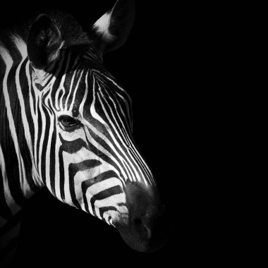 Kare biçiminde zebra portresi saf siyah arkaplanda izole edilmiş. Güçlü grafik çizgileri ve minimalist kompozisyonu olan yüksek kontrastlı vahşi yaşam fotoğrafçılığı. Modern iç tasarım, markalaşma, posterler ve editoryal için güçlü hayvan imajı ideal