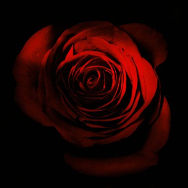 Siyah arkaplanda izole edilmiş kırmızı bir gülün yüksek çözünürlüklü kare görüntüsü. Reklam, romantik temalar, pazarlama materyalleri, tebrik kartları ve lüks ürün sunumuna uygun güçlü kontrast fotoğrafı.