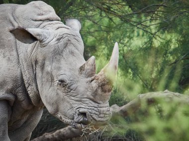Vahşi yaşam rezervlerinde samanla beslenen güneyli beyaz gergedanın yakın profili. Doğal ortamda öne çıkan boynuzlu, nesli tükenmekte olan büyük Afrika memelileri, vahşi yaşamı koruma ve koruma kavramı..