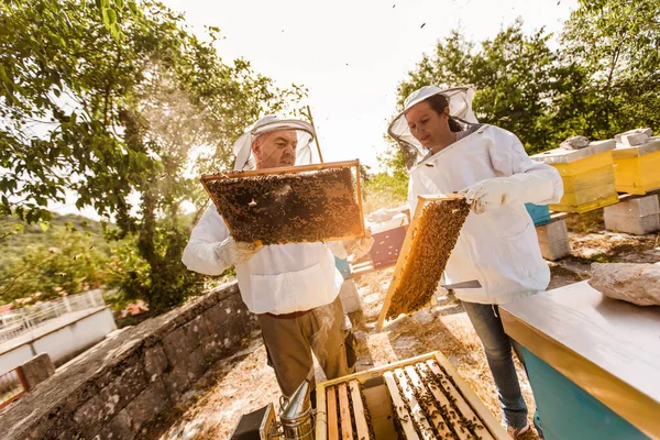Pszczelarze Pasiece Pszczelarze Pracują Pszczołami Uli Pasiece — Zdjęcie stockowe