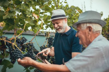 Üzüm bağında üzüm toplayan kıdemli adamlar.