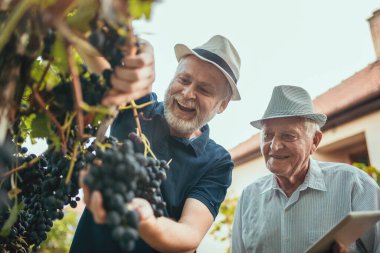 Üzüm bağında üzüm toplayan kıdemli adamlar.