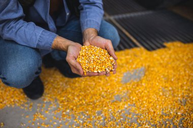 Genç tarım işçisi mısır boşaltma sahasında duruyor, elinde bir avuç mısır çekirdeği var, hasat kalitesini denetliyor..