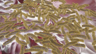 enfeksiyon bakteri tarafından