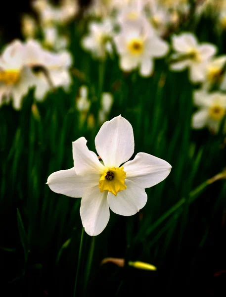 White Spring Daffodil — Stock Photo, Image