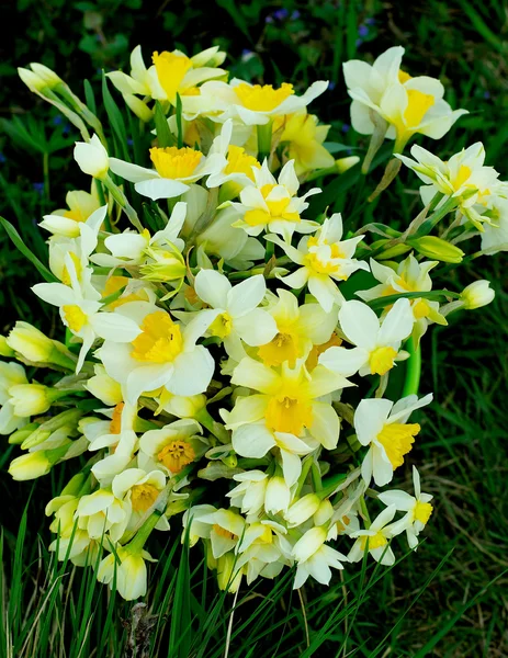 Bos van narcissen van de lente — Stockfoto