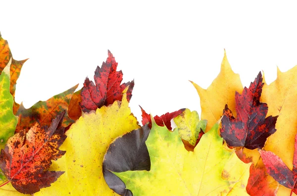 Rám podzimní listí — Stock fotografie