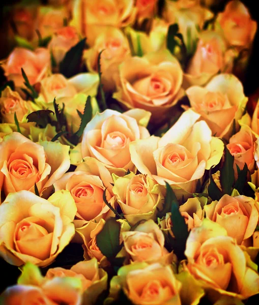 Peach Avalanche Roses — Stock Photo, Image