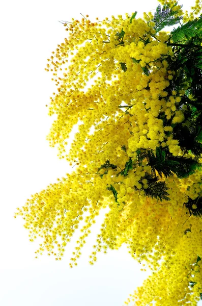 Kvetoucí žluté mimózy — Stock fotografie