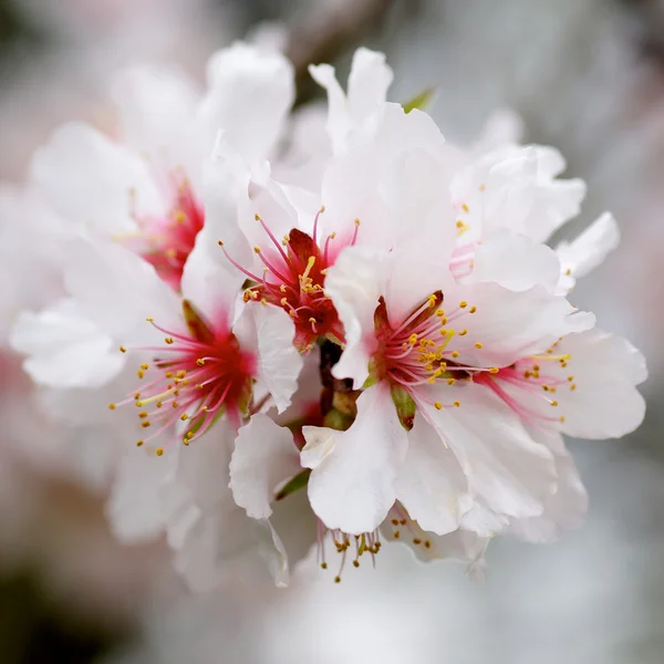 Beyaz kiraz çiçeği — Stok fotoğraf