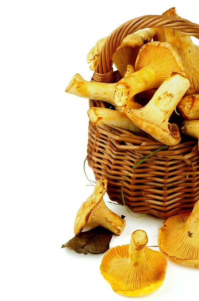 Mükemmel ham Chanterelles — Stok fotoğraf