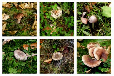 Collection of Forest Mushrooms clipart