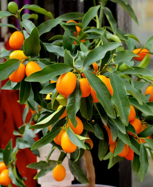 Kumquat Fruit Tree — Stock Photo, Image