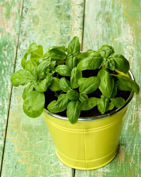 Fresh Green Basil — Stock Photo, Image