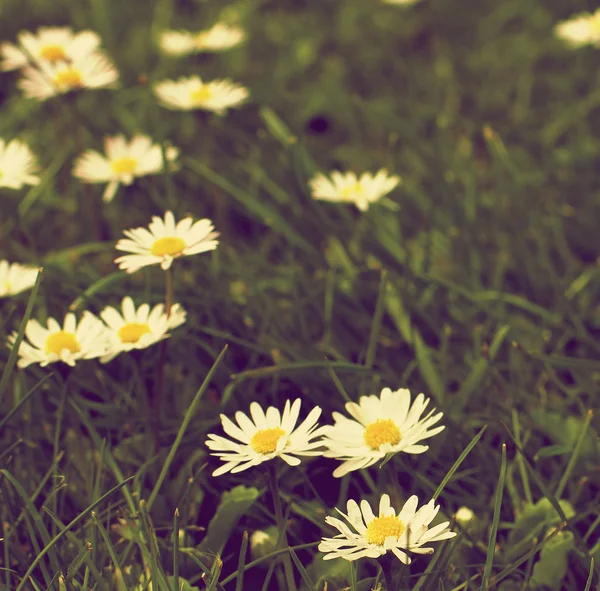 Camomile Flower Field — Stock Photo, Image