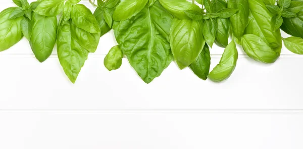 Frame of Basil Leafs — Stok Foto