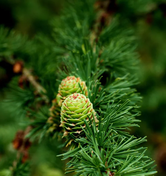 Jovens brotos Cones verdes — Fotografia de Stock