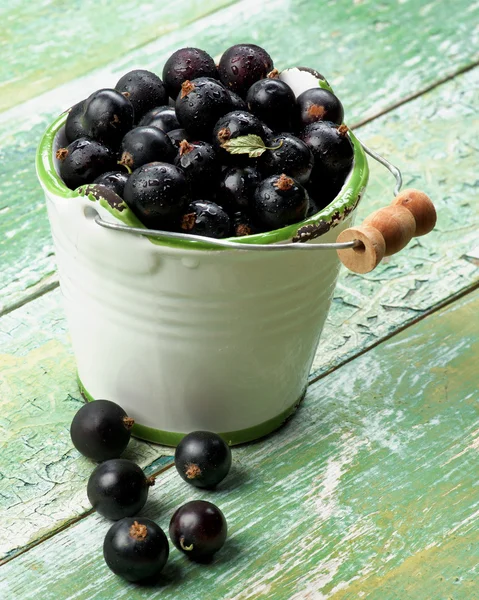 Frische Beeren der schwarzen Johannisbeere — Stockfoto