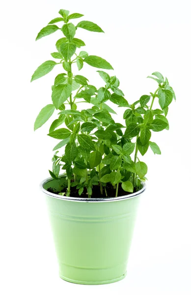 Mediterranean Basil in Pot — Stock Photo, Image