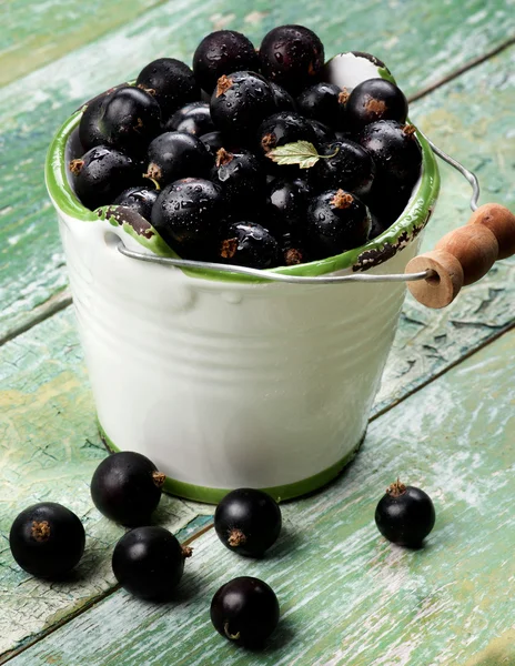 Frische Beeren der schwarzen Johannisbeere — Stockfoto