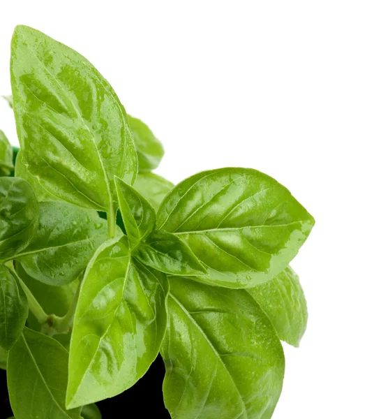 Fresh Green Basil — Stock Photo, Image