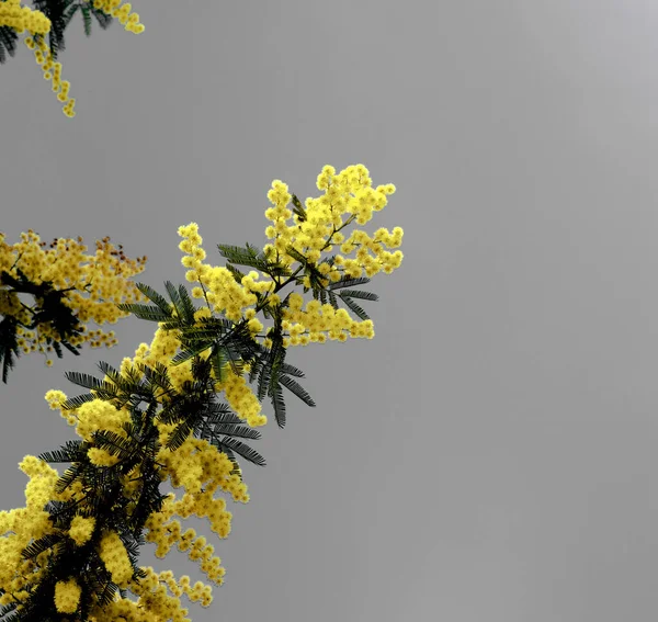 Žluté Bujné Květy Mimosa Leafs Detailní Záběr Ultimate Gray Pozadí — Stock fotografie