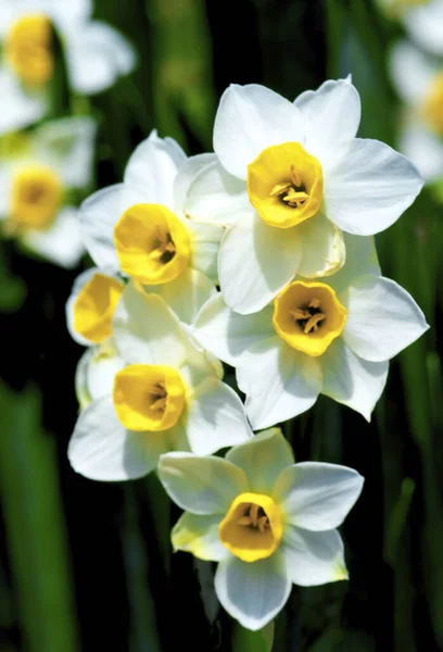 Bunch of Wild White Daffodils in Sunny Day on Blurred Natural background. Focus on Foreground