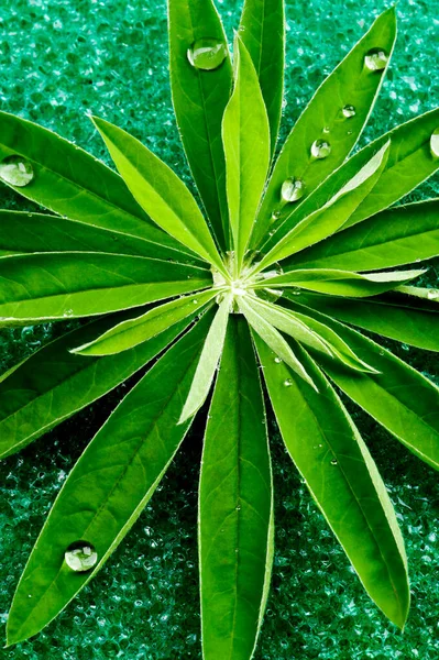 Fresh Green Lupines Leafs Water Drops Closeup Green Spongy Background — Stock Photo, Image